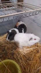 летучий мыш: Морские свинки, возраст от 2-5месяцев. Цена 550 сом — 3