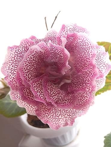 фикус большой: Глоксиния (Sinningia speciosa), коллекционные сорта с крупными — 9