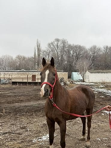 А\ч жаныбралары үчүн товарлар жана шаймандар: Сатам | Бээ (ургаачы) | Араб | Ат спорту, Көбөйтүү үчүн, Жумушка — 4