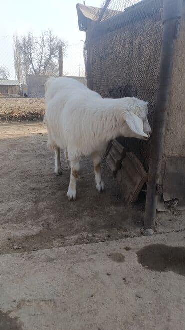 Продаю | Коза (самка) | Для разведения