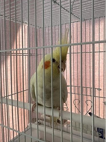 Птицы: 🦜Продаю кореллу 💛 *Вид: корелла ( нимфа) * Возраст: около 1 года * — 1
