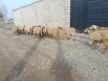 кой соебуз: Продаю | Овца (самка) | На забой | Матка — 2