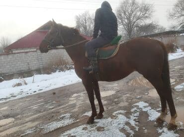 Продаю | Жеребец | Рабочий, Конный спорт