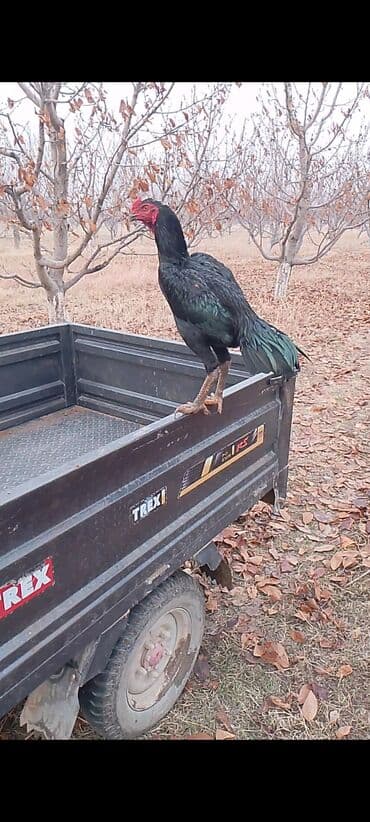 Продаю | Петух | Бойцовая | Для разведения — 3