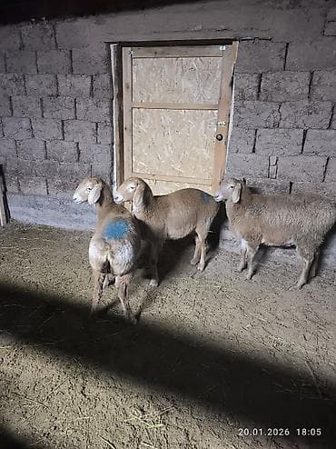 Зоотовары: Продаю | Овца (самка), Ягненок | Арашан | Для разведения | Ярка — 8