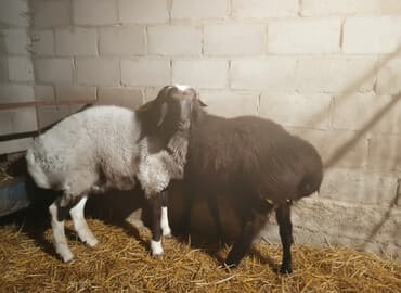 продаю дойную козу: Продаю | Овца (самка) | Для разведения | Племенные — 1