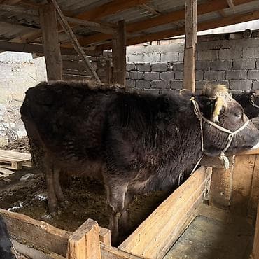 кунаи: Продаю | Тёлка | На откорм | Привязанные — 2