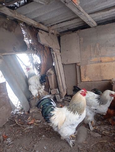 купить щенка немецкой овчарки в бишкеке: Петухи брама 6 месячные в Канте,крупные на племя — 6