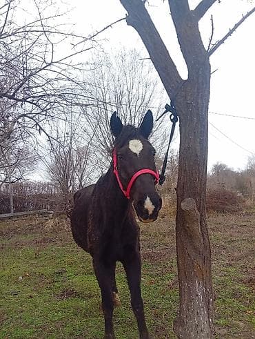 дончак жеребец: Продаю | Кобыла (самка) — 6