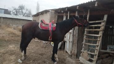 Иттер: Сатам | Жылкы (эркек) | Жумушка — 5