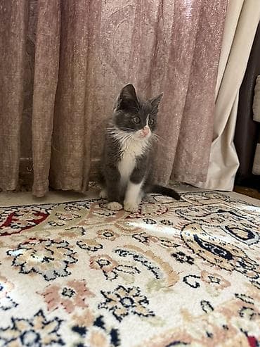 scottish fold: 2 месяца, Мальчик, Приучена к лотку — 4
