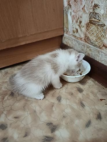 музо алам: Котята два прекрасных мальчика Рыженькие с белым. Шустрые игривые — 3
