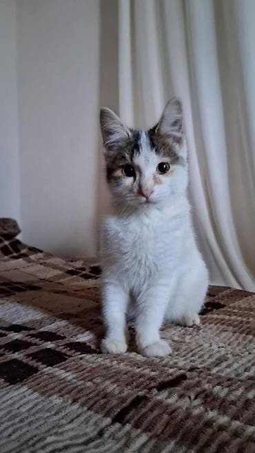 Кошка даром: Беспородная, 6 месяцев, Мальчик — 2