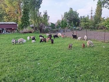 кошка шотландская цена: Продаю | Коза (самка) | Полукровка | Для разведения | Котные — 3