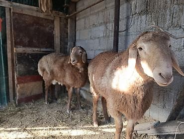 ушные бирки: Продаю | Баран (самец) | Арашан | Для разведения | Осеменитель — 8