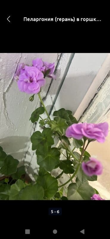 набор кличи: Куплю герани.не дорого — 1