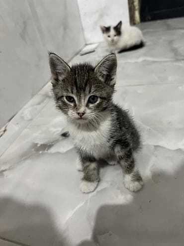 Кошка даром: Беспородная, 1 месяц, Девочка, Приучена к лотку, Проглистована at lalafo.kg Кошка даром: Беспородная, 1 месяц, Девочка, Приучена к лотку, Проглистована