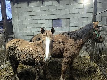 сколько стоит пони: Продаю | Кобыла (самка) | Для разведения — 7