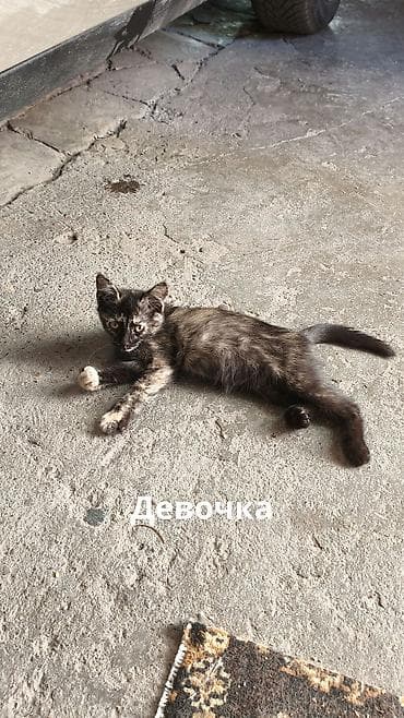 Кошки: Отдаю в добрые руки котят потомственных охотников-крысоловов один — 5
