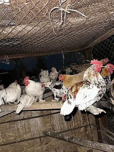 Животные: Продаю | Куры | Домашняя | На забой, Для разведения, Несушки — 1
