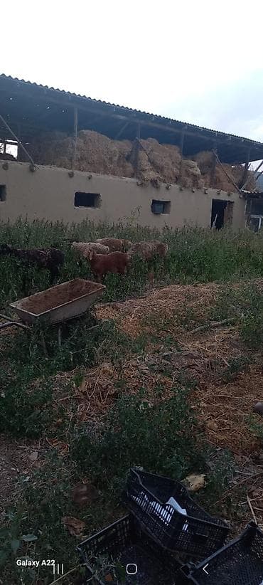 купить дом токмок: Панфиловкадан уй сатылат.кызыл кирпичтен салынган. 2-участок. 10го8уй — 7