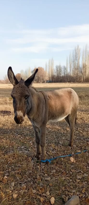 хмонг собака цена россия: Продаю | Конь (самец) — 1