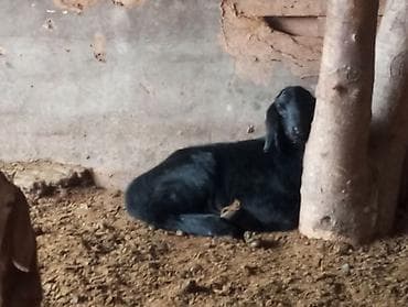 телята музо: Продаю | Овца (самка) | Для разведения | Племенные — 3