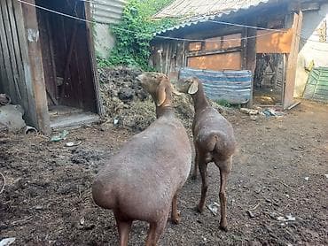 вислоухий кошка: Продаю | Ягненок | Арашан | Для разведения — 6