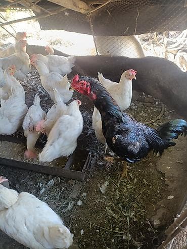 дакан корз: Продаю | Куры, Петух | Брама, Дакан, Домашняя | На забой, Несушки — 7