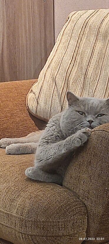 продажа породистых кошек: Вязка. Кот британец породистый с родословной .Чистый. Привитый — 4