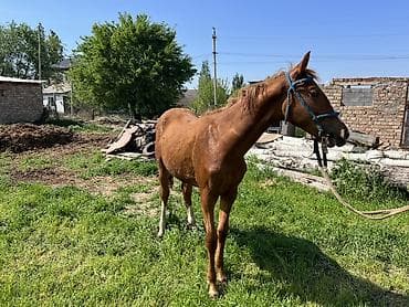продать животных: Продаю | Кобыла (самка) | Конный спорт — 4