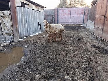 С/х животные и товары: Продаю | Овца (самка) | Для разведения | Матка — 3