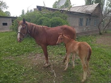 продаю кобылу: Продаю | Кобыла (самка) | Для разведения — 2