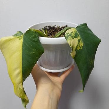 Филодендрондор: Комнатные растения в горшках (ассортимент на фото) - Спатифиллоум — 4