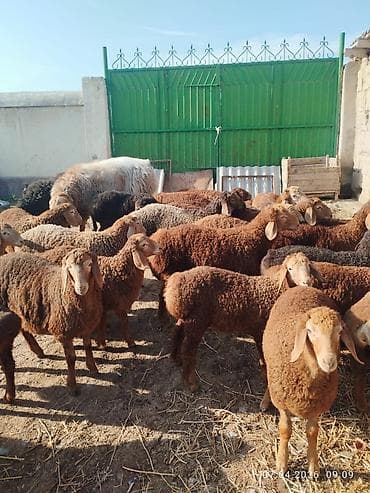 кой аршан: Продаю | Ягненок | Арашан | Для разведения | Племенные — 9