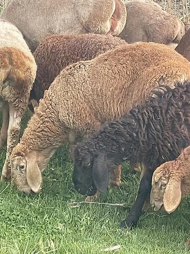 кой аштоо: Козу кочкорлор сатылат 10 баш оптом Адрес Сокулук баасы 22000мин — 3