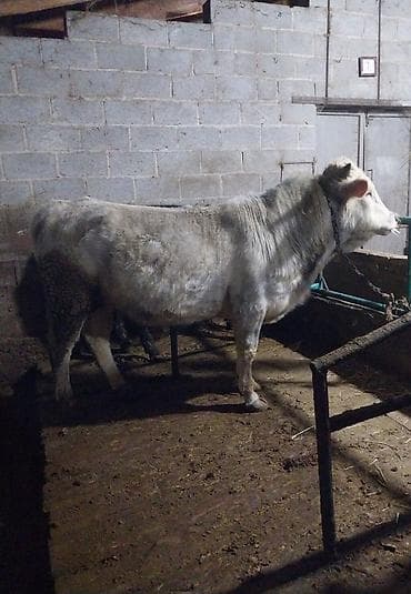 Продаю | Бык (самец)