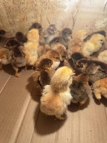 Айыл-чарба жаныбарлары: Сатам | Балапандар | Көбөйтүү үчүн — 1