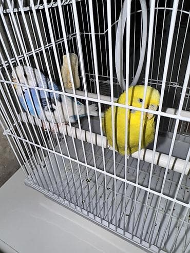 кролик купить декоративный: Волнистые попугаи с клеткой и аксессуарами - Пара волнистых попугаев — 7