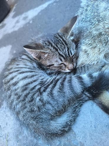 черепаховая кошка: Кошка даром: Беспородная, 2 месяца, Мальчик — 2