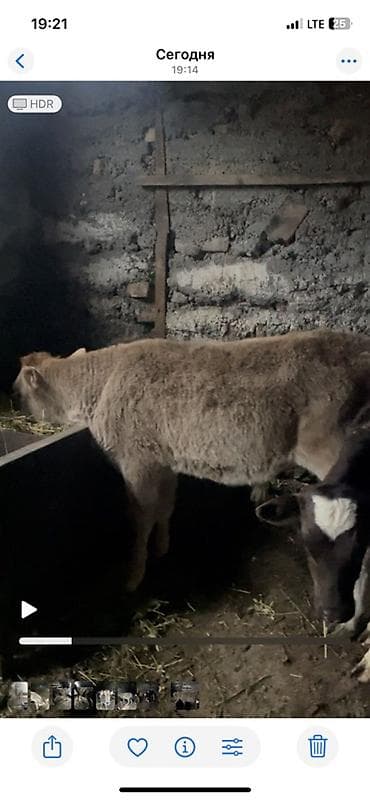 Продаю | Бык (самец) | На откорм