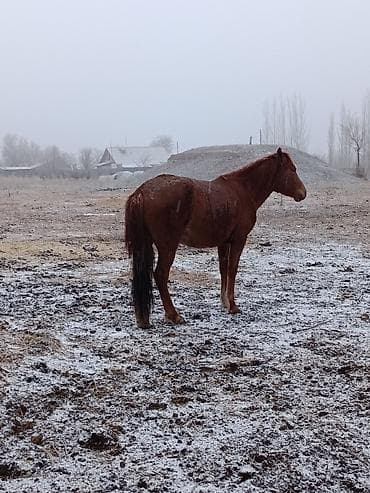 мейн кун кошки: Продаю | Кобыла (самка) | Рабочий | Мерин — 2