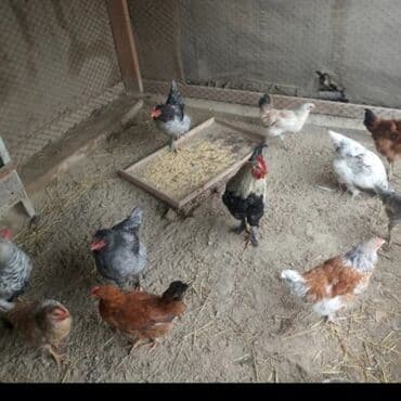 кел кел: Сокулук продаются домашние куры 13шт и один петух цена 400 — 2