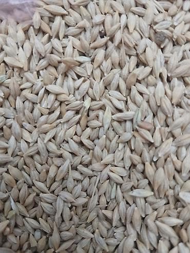 Ячмень в зерне (цельное зерно с плёнкой) - Назначение: корм для