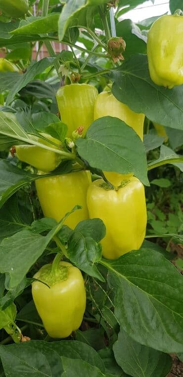 порошок из дождевых червей купить: Удобрение Самовывоз — 18