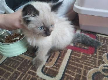 елект: Кошка и латок и совок и домик и двойная миска обший 8000 сом — 8