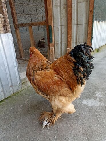 купить кошку в бишкеке: Продаю или меню брама чистокровгый — 5