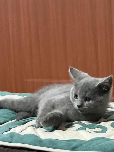 Продажа кошек: Чистый Британский короткошёрстный котёнок, окрас голубой — 2