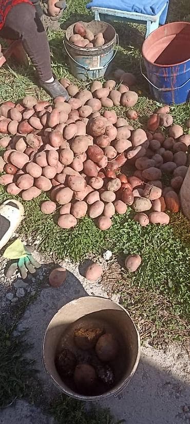 ман мотор: Грузовик, MAN, Стандарт, Б/у — 2