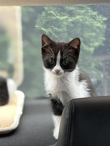 Котята в добрые руки, девочки 2,5 месяца. Чистые домашние